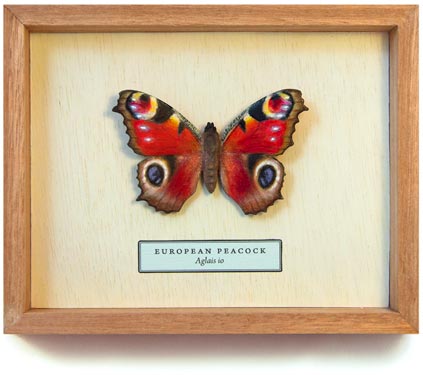 Carved & hand-painted butterflies collection "Song of the Butterfly"