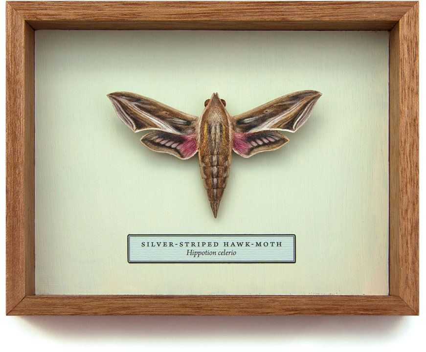 Carved and hand-painted Silver-striped Hawk-moth