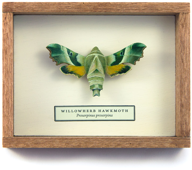 Carved and hand-painted Willowherb Hawk-moth
