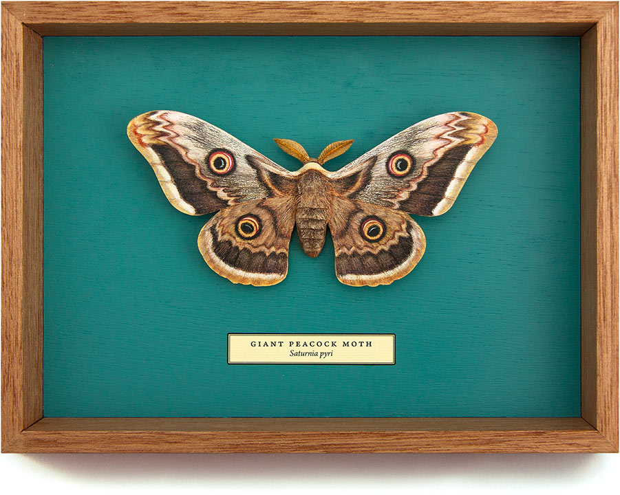 Carved and hand-painted Giant Peacock Moth